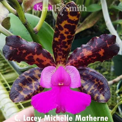 Cattleya Lacey Michelle Matherne